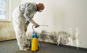 Best Black Mold Removal  in Wrightsville Beach, NC